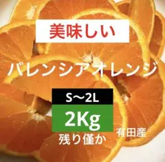 73)美味しい　有田産　バレンシアオレンジ　みかん　果物　家庭用のサムネイル