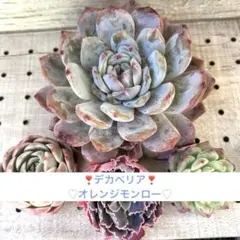 ✿︎多肉植物／アエオニウム ／リリーパッド（根つき・抜き苗