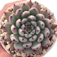 ヴィンテージレター札付きポットごとメルカリ便おらいさん苗ミックスベリア ヴィンテージレター札付きポットごとメルカリ便おらいさん苗