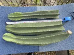 サボテン　鬼面角　ブランチ　ドライガーデン　①のサムネイル