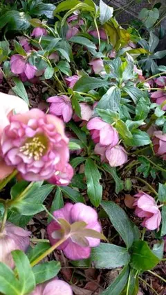 salsa様 リクエスト 2点 まとめ商品