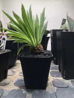 ダッチ様 リクエスト 2点 まとめ商品