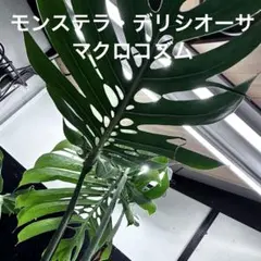 モンステラデリシオーサマクロコズム超希少系統鉢植え73㎝のサムネイル