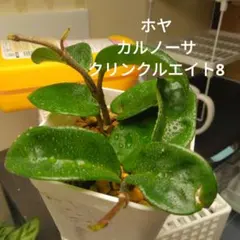 ホヤ　カルノーサ　クリンクルエイト8　根付きのサムネイル
