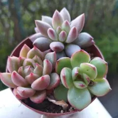 多肉植物 ☆エケベリア☆3苗セット