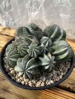 215 mkmsv様 リクエスト 2点 まとめ商品