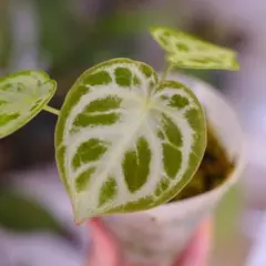 2026年最新】アンスリウムの人気アイテム - メルカリ