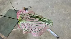 カラジウム　ピンクシンフォニーのサムネイル