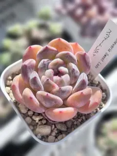 Samy★断捨離中様 リクエスト 3点 まとめ商品