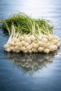 ノビル 野蒜 のびる 山菜 旬の野菜500g 上 - メルカリ