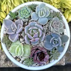 2026年最新】朧月 多肉植物の人気アイテム - メルカリ