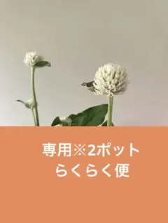 千日紅 ネオンホワイト 多年草 ②ポット苗 - メルカリ