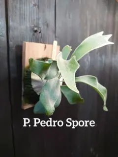 2025年最新】ビカクシダの人気アイテム - メルカリ