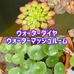 ウォーターダイヤ1+ウォーターマッシュルーム3のサムネイル