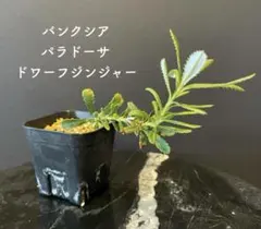 希少 バンクシア パラドーサ ドワーフジンジャー5号 苗 苗木 オージー