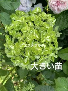 輸入アジサイ 苗 2026年最新】アジサイ 苗 輸入の人気アイテム - メルカリ