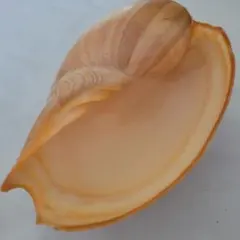 貝殻標本(沖縄の青い海の宝)ロウソクガイ蓋付 - メルカリ