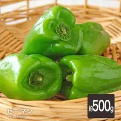 朝獲れ新鮮☀️産地直送✨高知県産ピーマン7キロ送料込み 安心安全の減