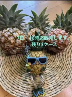 甘い樹実り完熟スナックパイン❣️生産量日本一の東村のパイナップル 