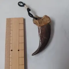 恐竜の歯・実物化石！】エオカルカリアの歯化石！ - メルカリ