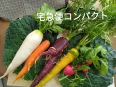 【宅急便コンパクト】採れたて野菜詰め合わせ