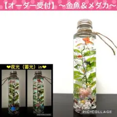 【オーダー受付】〜❄︎おうち水族館❄︎〜❤︎蓄光アクアリウム❤︎金魚＆メダカ他