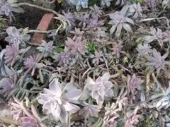 多肉植物　セダム　まとめ売り