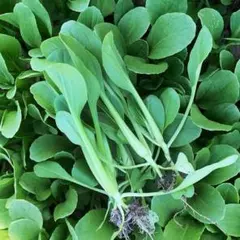 青い鳥様 リクエスト 3点 まとめ商品