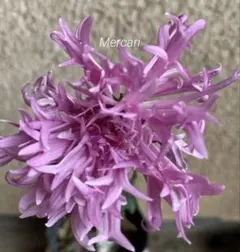 ママ ・ルー様 リクエスト 2点 まとめ商品