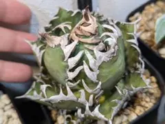 2025年最新】地獄猫 アガベの人気アイテム - メルカリ