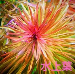 nonchi様 リクエスト 3点 まとめ商品