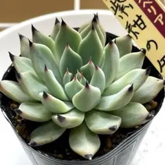 黒爪がカッコいい！　ミックスベリア　紫紺の矢⑧ 抜き苗　第4種発送