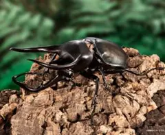 いきもの大図鑑アドバンス コーカサスオオカブト(ジャワ島) オンライン版