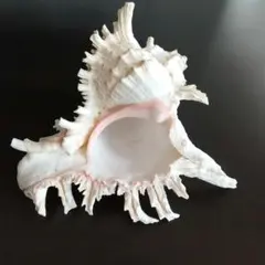 貝殻(沖縄の青い海の宝) スイジガイ蓋付 - メルカリ