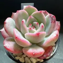 tts luuly様 リクエスト 2点 まとめ商品