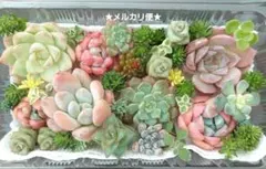 【メルカリ便】エケベリア・セダムの寄せ植え 多肉弁当 詰め合わせ