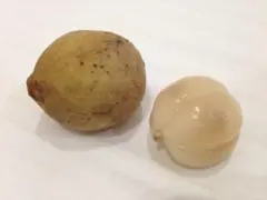 ⭐️⭐️ドゥク苗1鉢⭐️⭐️ M74 ロンコン　ロンコン苗　ドゥク苗木　Duku苗のサムネイル