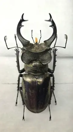 国産クワガタ♂標本セット　※一部欠損あり 国産クワガタ♂標本セット ※一部欠損あり - メルカリ
