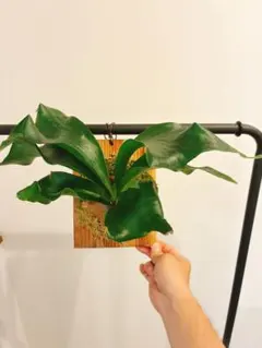 の*弁様 ビカクシダ コロナリウム 胞子培養株 板付品 - メルカリ