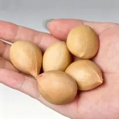 2025年最新】カイルンシアナの人気アイテム - メルカリ