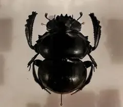 54mm♂】エンシフェールオオニジダイコクコガネ エンシフェル昆虫標本