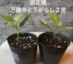 YUkI T-様 リクエスト 3点 まとめ商品