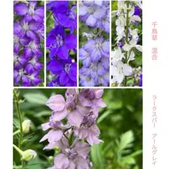 千鳥草(ラークスパー)のサムネイル