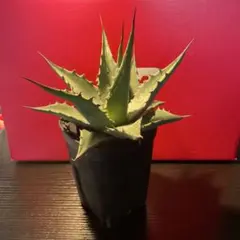 2026年最新】アガベモンタナの人気アイテム - メルカリ