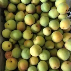 青森県産完熟間近豊後梅箱込み4キロ