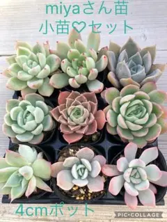 2025年最新】ラウイ×メキシカンジャイアントの人気アイテム - メルカリ