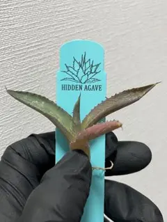 2026年最新】マンガベ カレイドスコープの人気アイテム - メルカリ