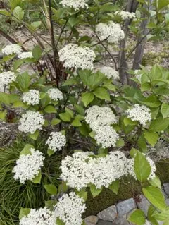 ハクサンボク　常緑樹 植物 挿し木　ヒコバエ　植栽　庭木　雑木　白い花　挿し穂のサムネイル