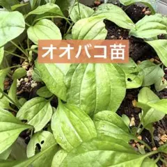 2026年最新】オオバコ 種の人気アイテム - メルカリ