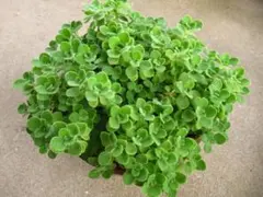 アロマティカス　抜き苗　3本